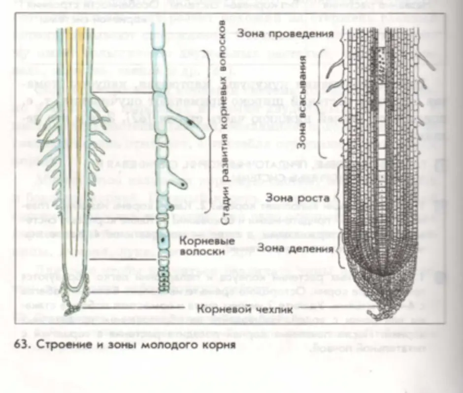 Учебник корень. Строение корня 6 класс учебник Пасечник. Строение корня 6 класс биология Пасечник. Зоны корня 6 класс учебник Пасечник. Строение корней типы биология 6 класс Пасечник.