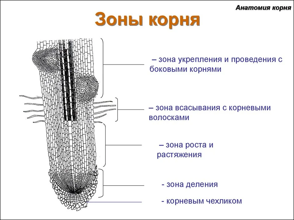 Рассмотрите рисунок и назовите зоны корня в верной последовательности