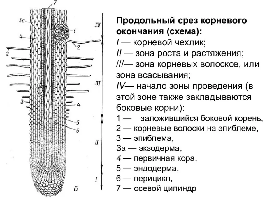 Рассмотри рисунок и распредели зоны корня в верной последовательности