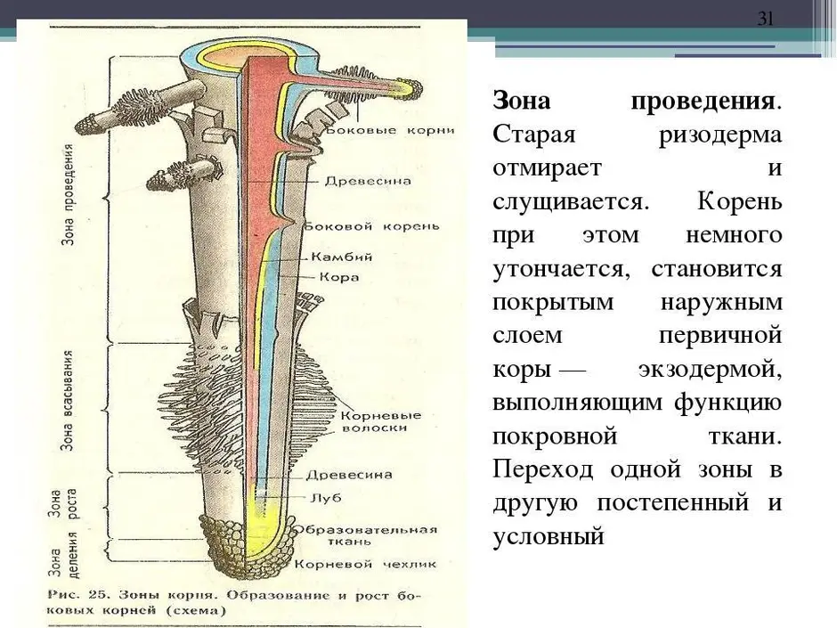 Рассмотри рисунок и размести зоны корня в верной последовательности