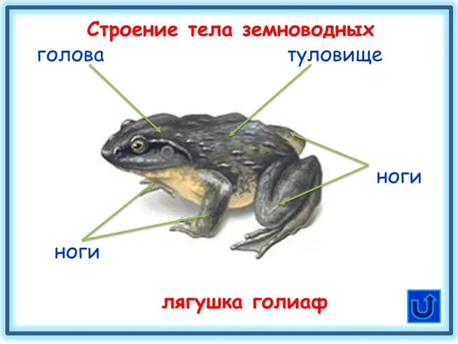 Строение лягушки рисунок внешнее