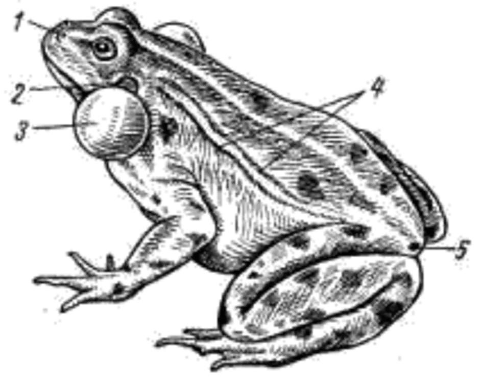 Внешний вид самца прудовой лягушки. Внешнее строение Озерной лягушки. Прудовая лягушка внешнее строение. Озерная лягушка строение.