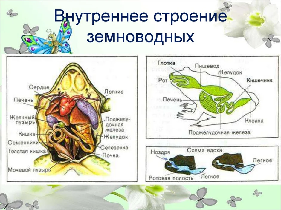 Строение лягушки рисунок внешнее