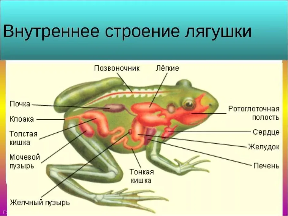 Изучите таблицу класс земноводные строение лягушки рассмотрите рисунок