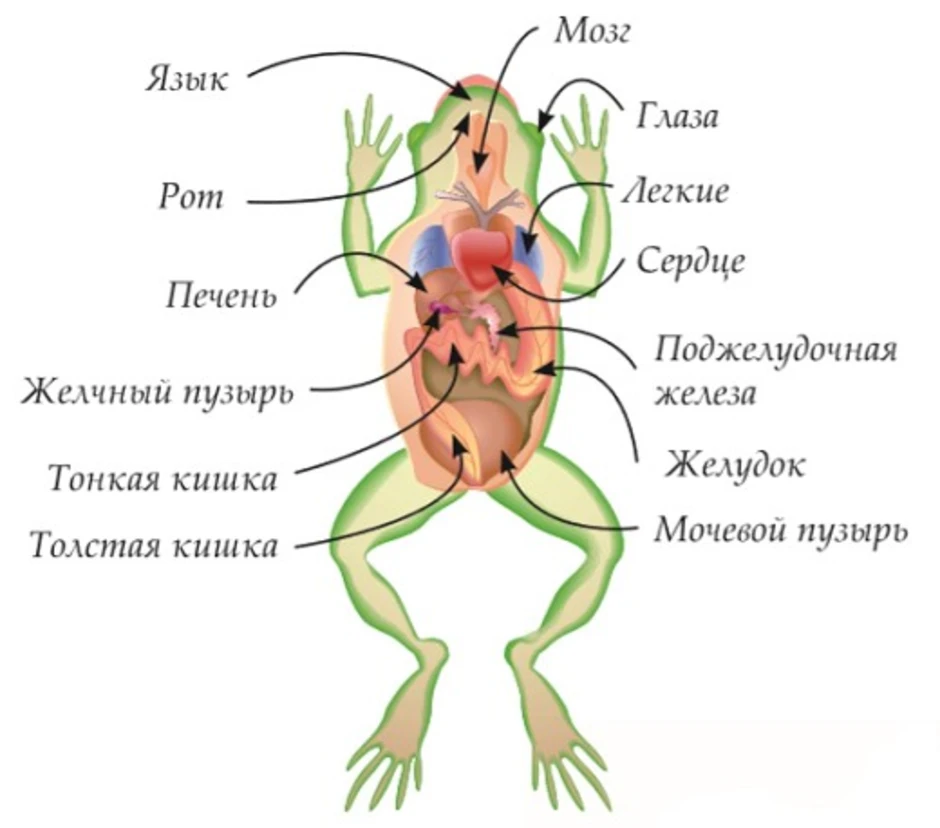Тело земноводных состоит из. Внутренние органы лягушки схема. Строение внутренности лягушки. Внутреннее строение тела лягушки. Внутреннее строение бесхвостых земноводных.