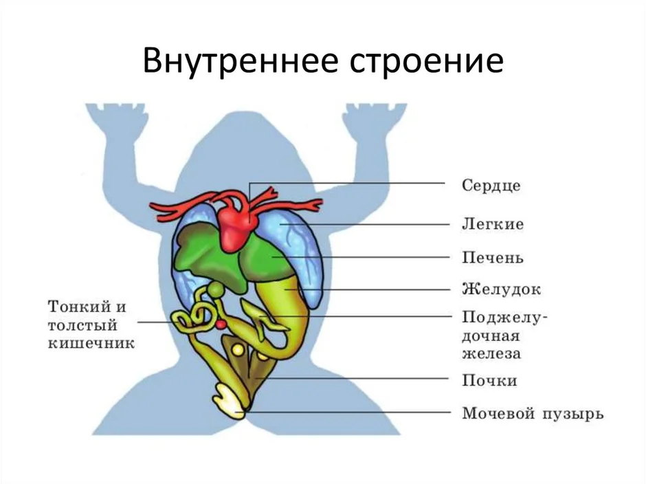 Внутреннее строение земноводных схема. Внутреннее строение земноводных рисунок. Внутреннее строение лягушки схема. Класс земноводные внутреннее строение лягушки.