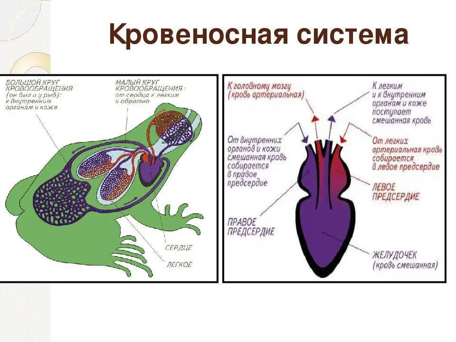 На рисунке сосуды малого круга кровообращения лягушки обозначены цифрами