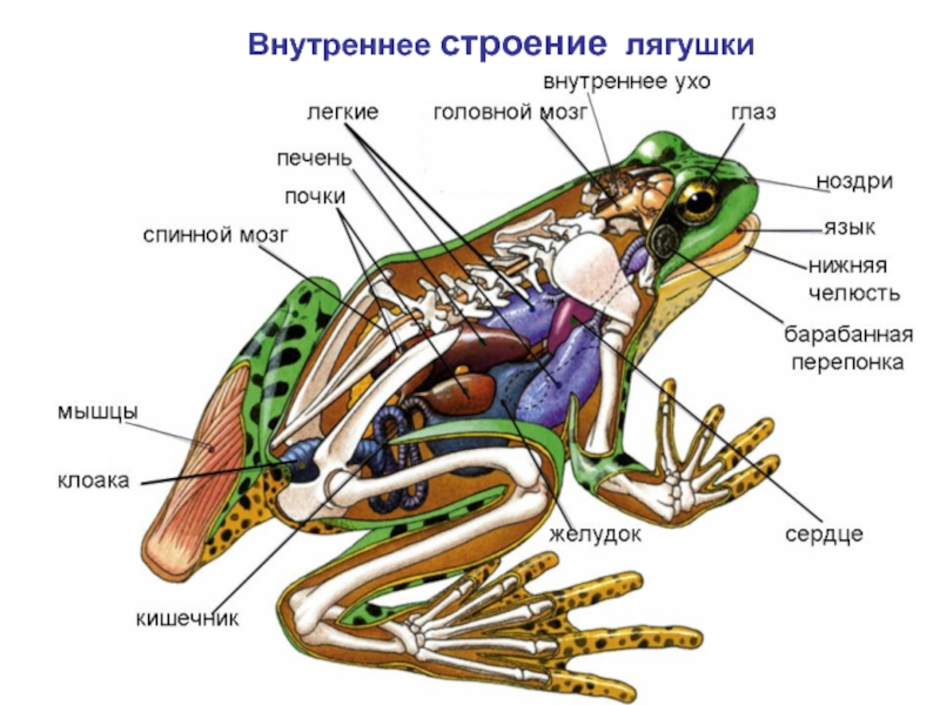 Рассмотрите рисунок напишите названия частей пищеварительной системы лягушки обозначенных цифрами