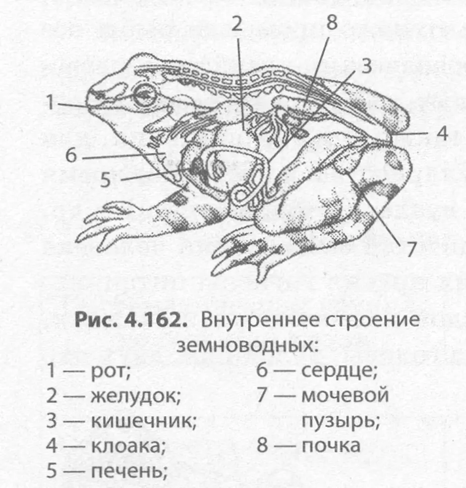 Анатомия лягушки рисунок