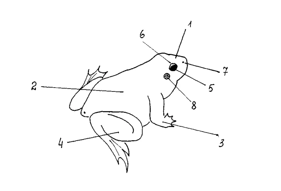 Части лягушки. Строение бесхвостых амфибий. Внешнее строение лягушки. Земноводные внешнее строение. Внешнее строение зеленрй лягушку.
