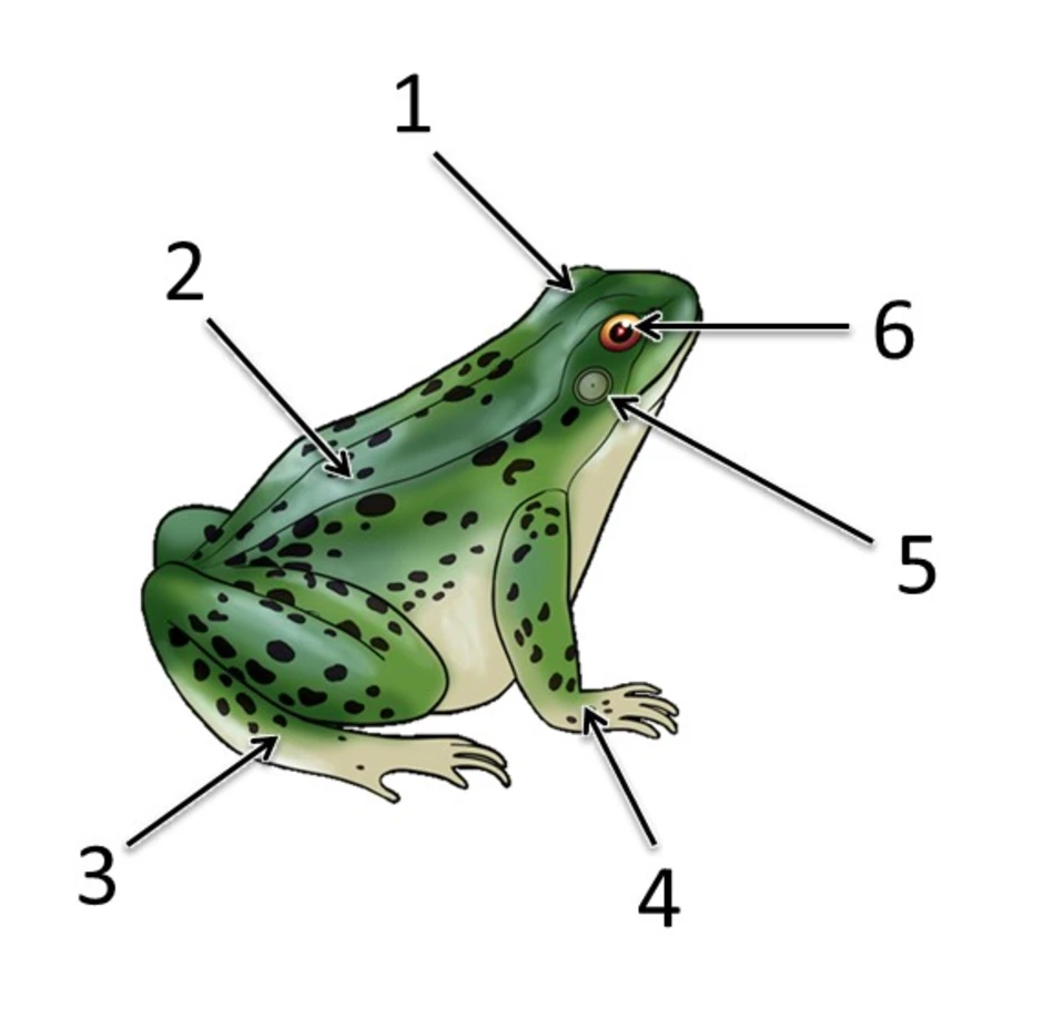 Строение лягушки рисунок внешнее