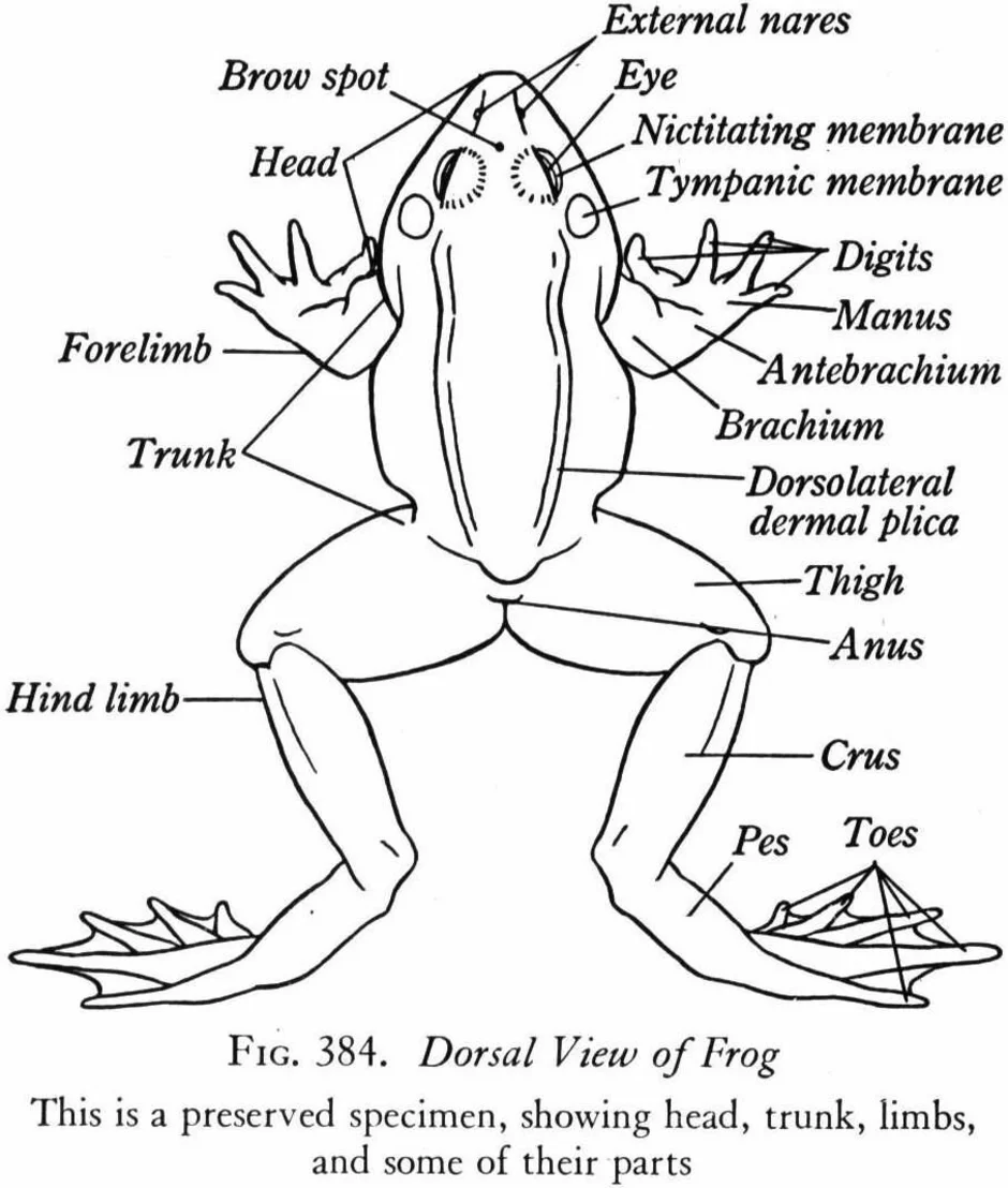 Анатомия лягушки рисунок