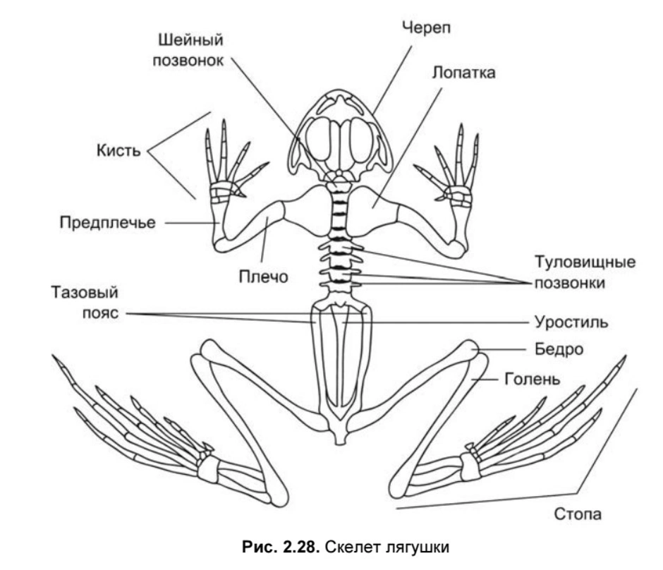 Анатомия лягушки рисунок