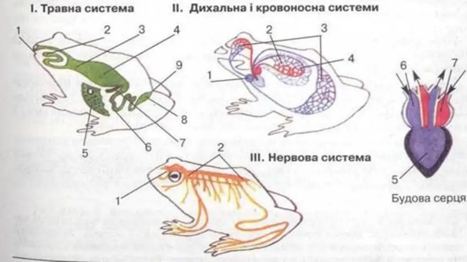 Строение лягушки рисунок с подписями внутреннее строение