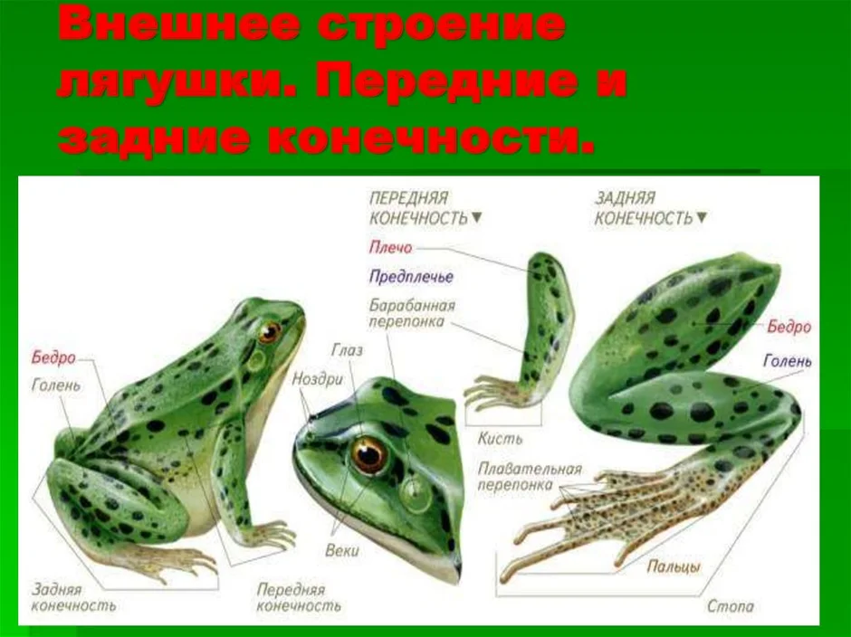 Рассмотри рисунок и подпиши основные части тела лягушки