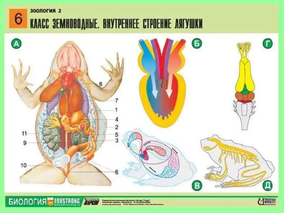 Внутреннее строение лягушки рисунок