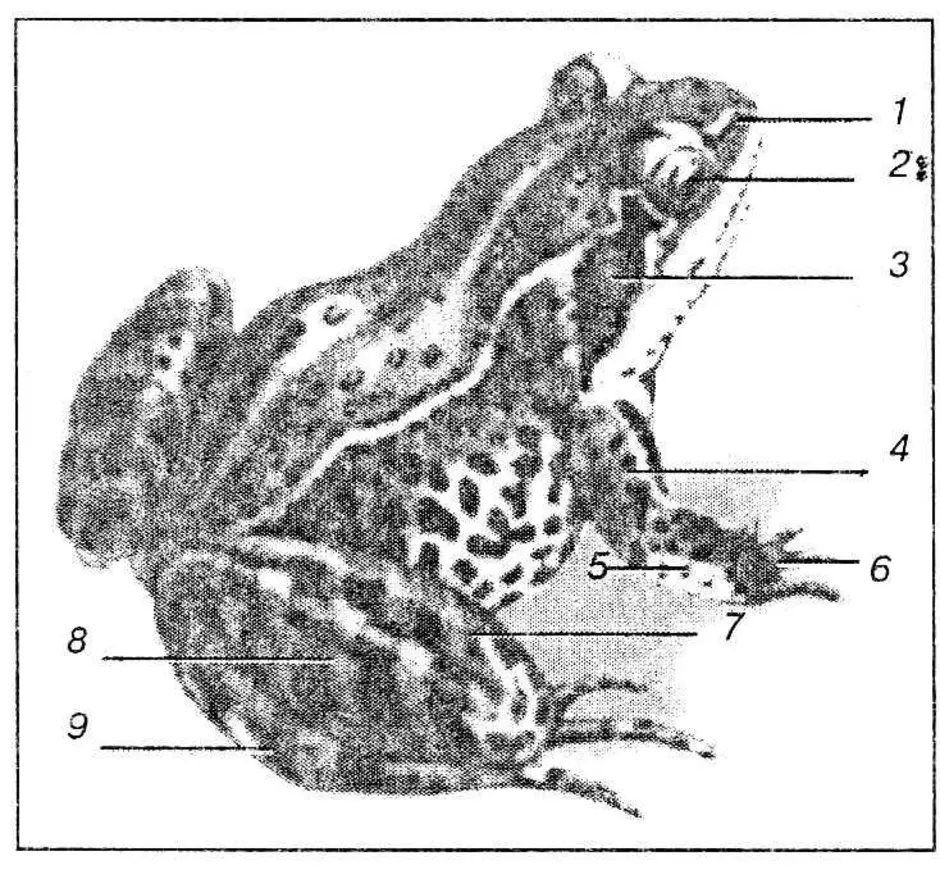 Строение лягушки рисунок внешнее
