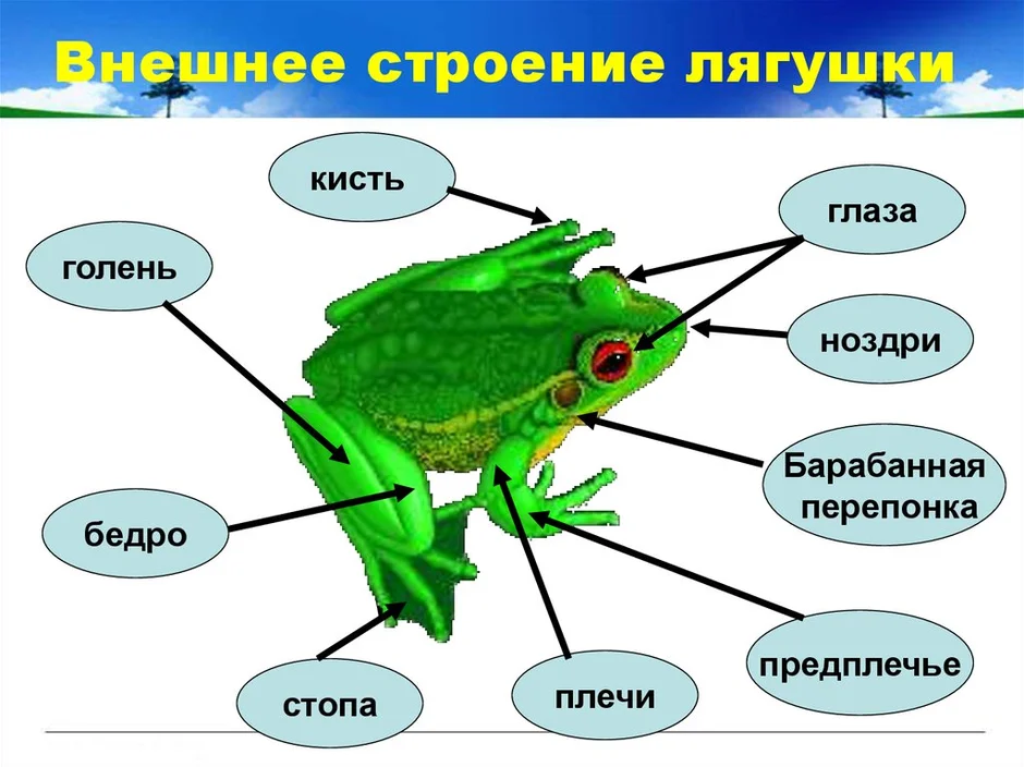 Строение лягушки рисунок