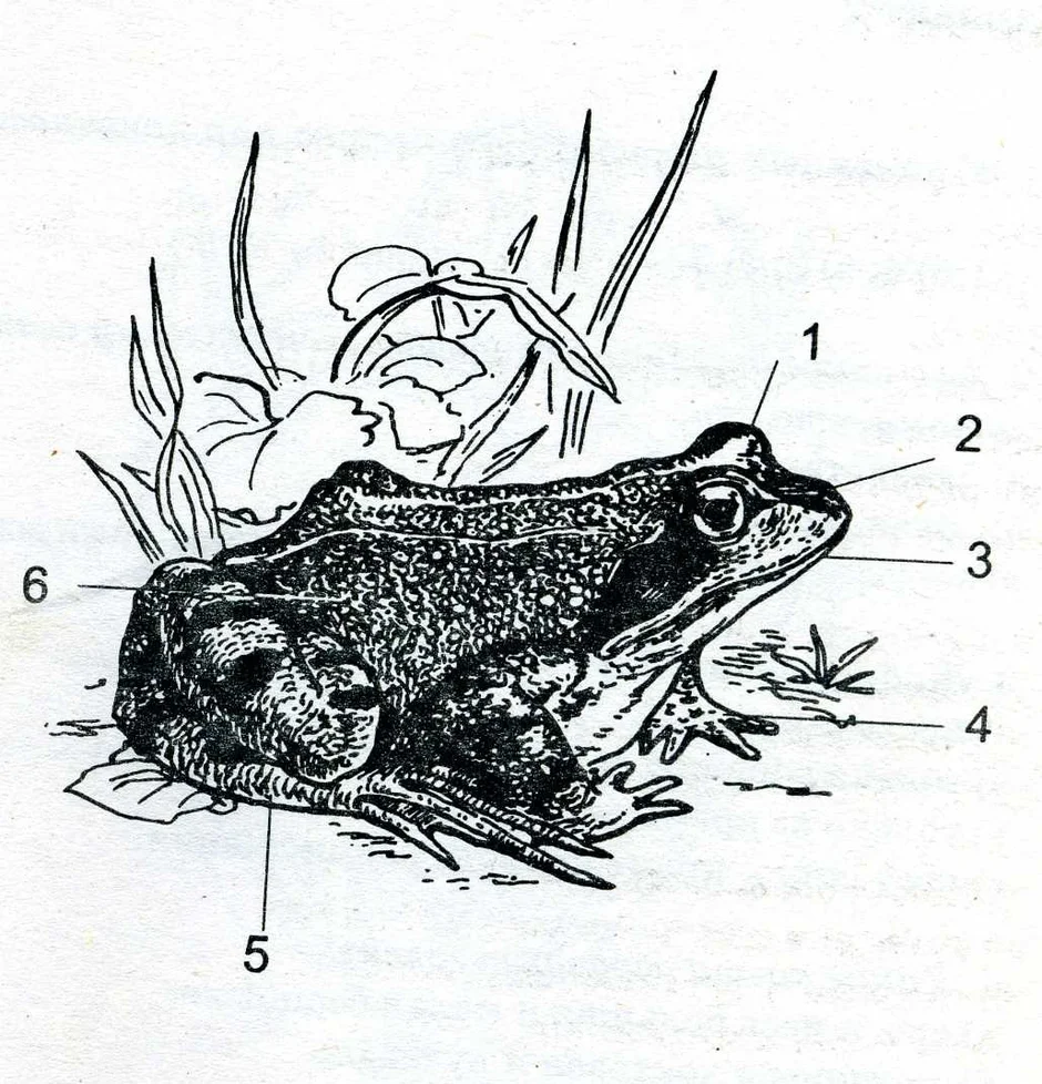 Сделайте подписи к рисунку строение лягушки