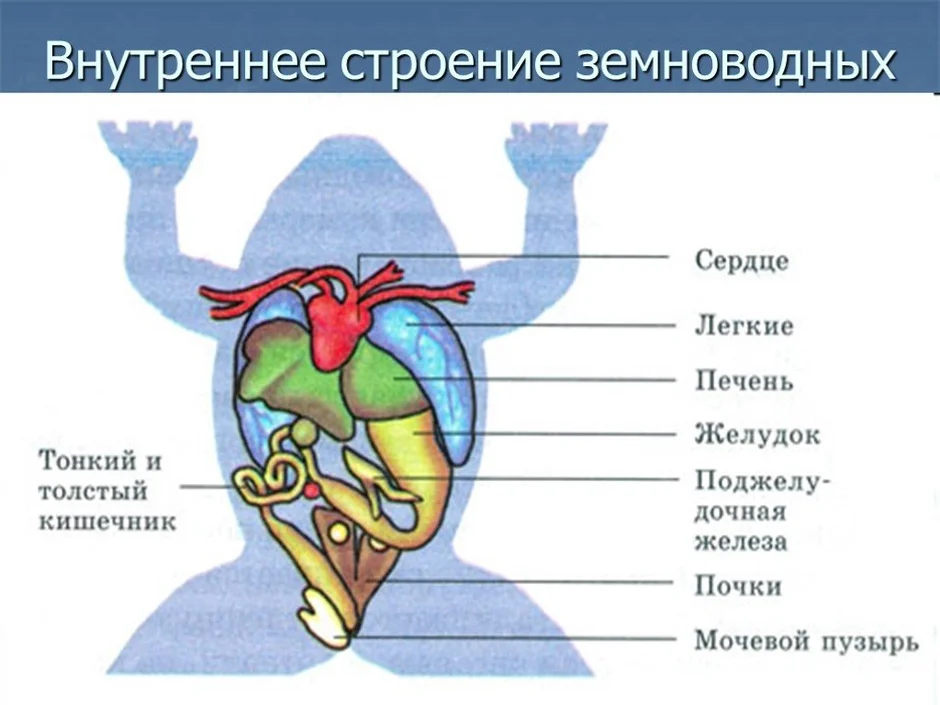 Рассмотрите рисунок напишите название внутренних органов лягушки