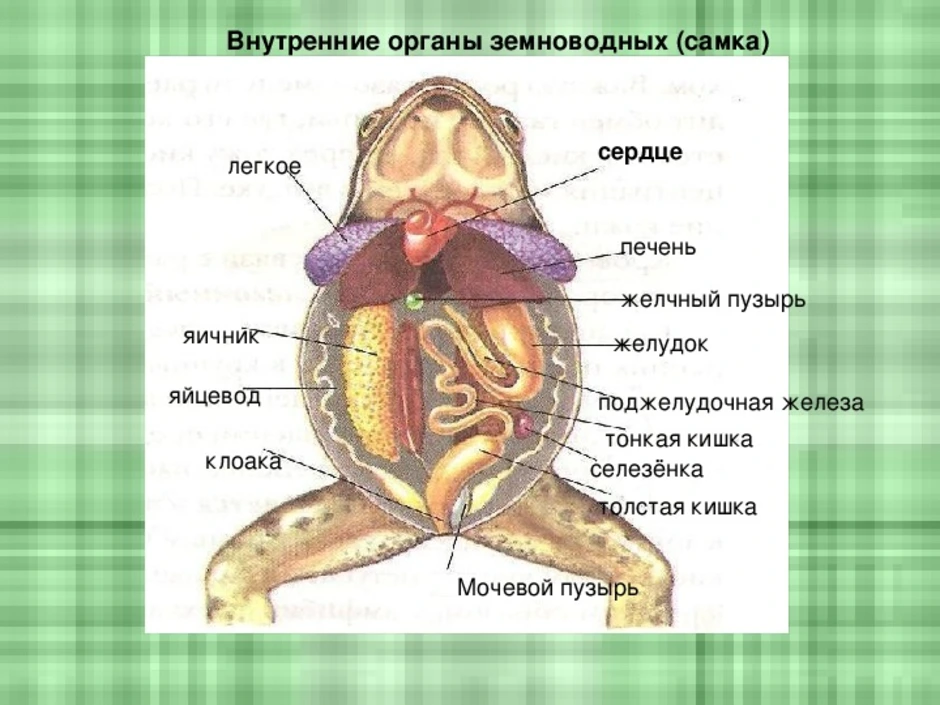 Изучите таблицу класс земноводные строение лягушки рассмотрите рисунок