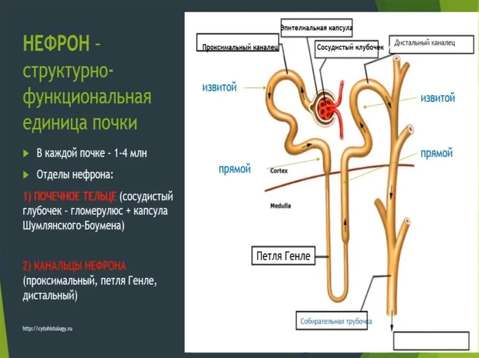 Извитой каналец капсула