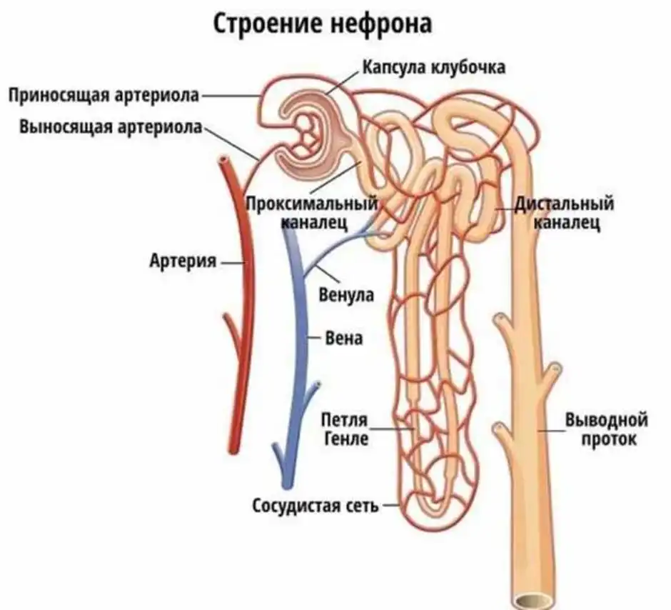 Строение нефрона рисунок с подписями 8 класс