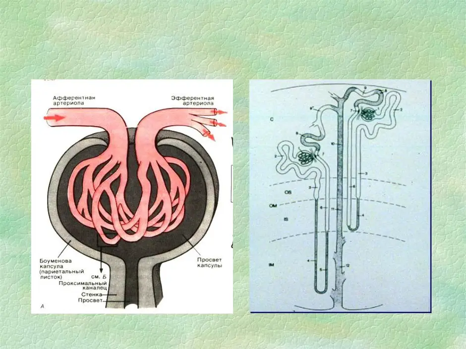 Рисунок нефрона с подписями 8 класс