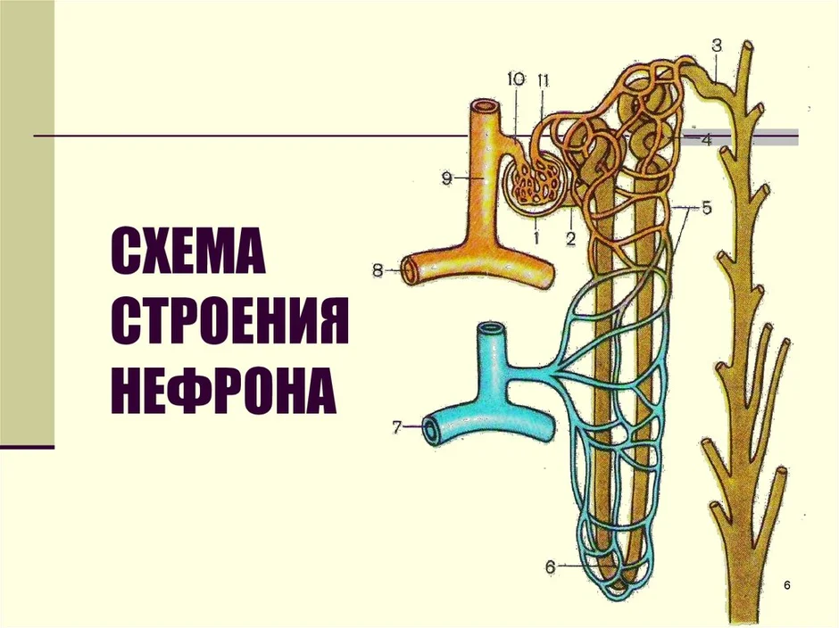 Строение нефрона рисунок с подписями 8 класс