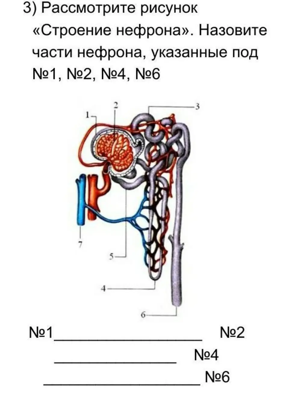 Нефрон почки огэ. Схема строения нефрона анатомия. 2 Части нефрона. Рис 118 строение нефрона. Схема строения нефрона почки.
