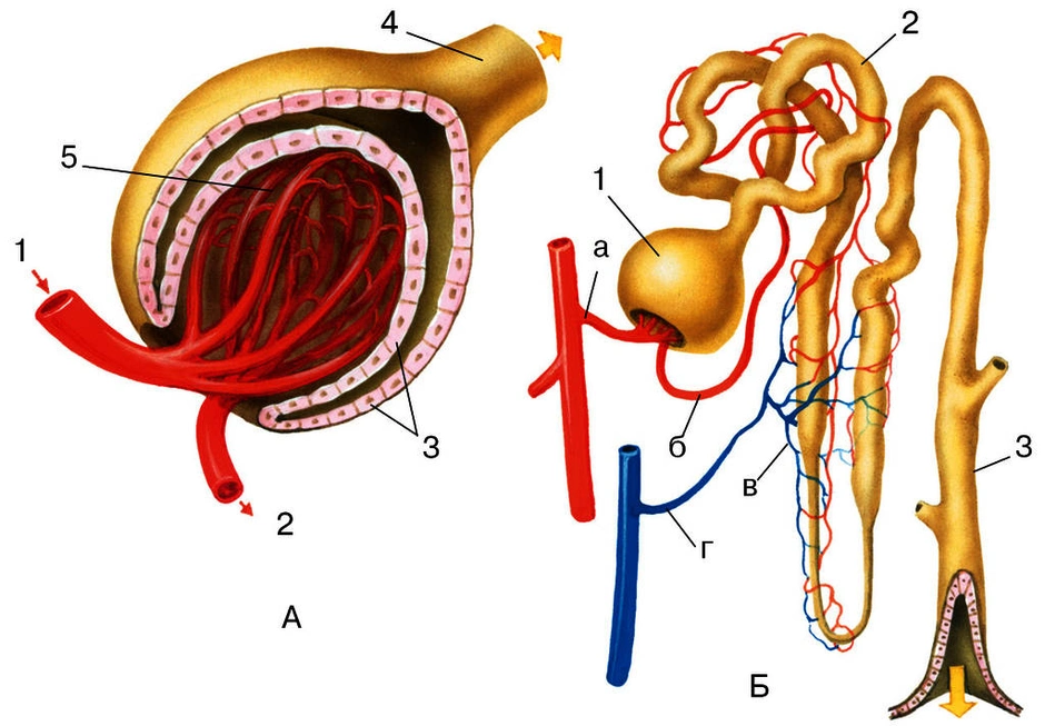 Строение нефрона рисунок с подписями 8 класс