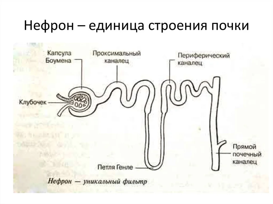 Зарисовать схему строения нефрона