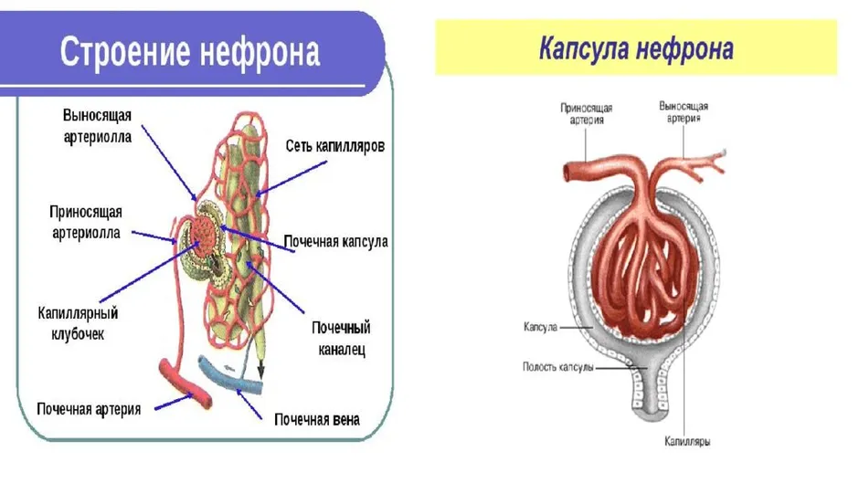 Структура нефрона рисунок. Капсула нефрона строение рисунок. Строение почки капсула нефрона. Строение капсулы нефрона анатомия. Капсула почки строение.