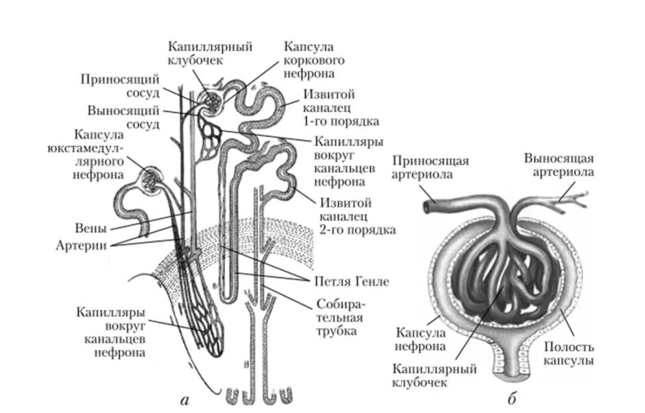 Рисунок нефрона с подписями 8 класс