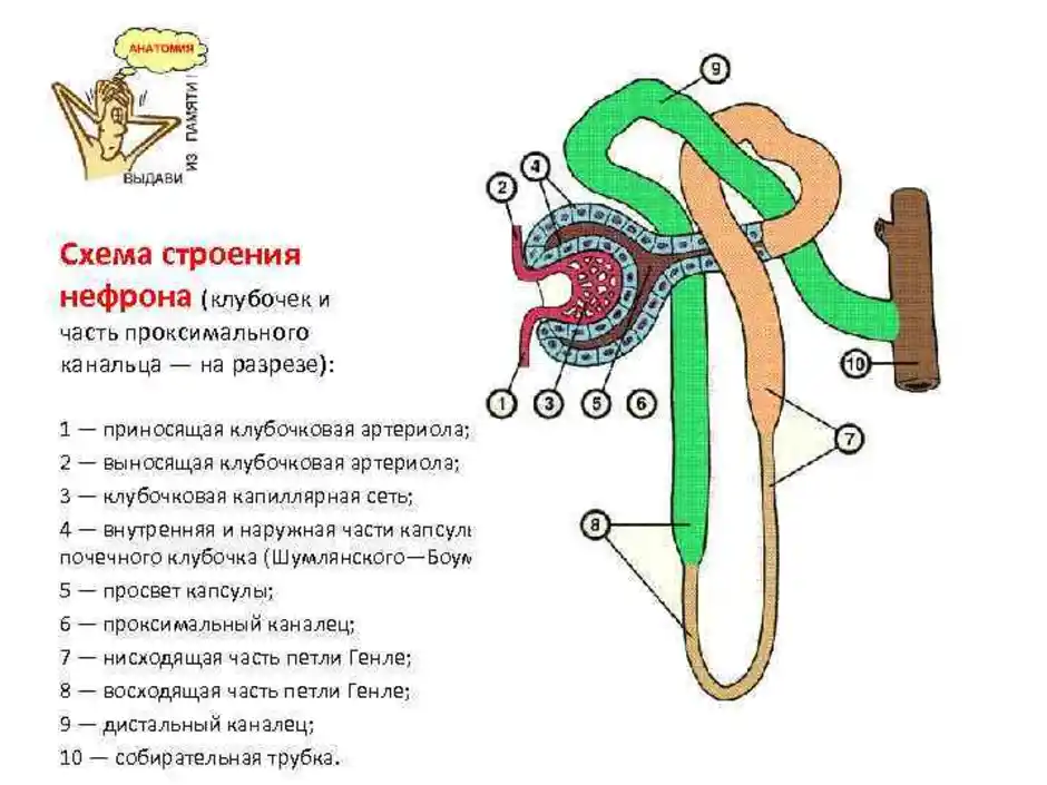 Части нефрона