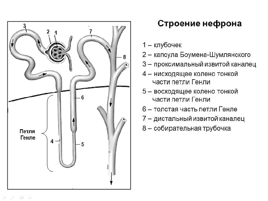 Рисунок нефрона с подписями 8 класс