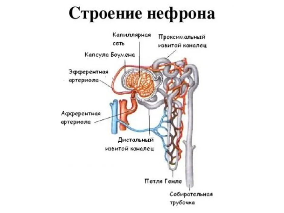 Рисунок нефрона с подписями 8 класс