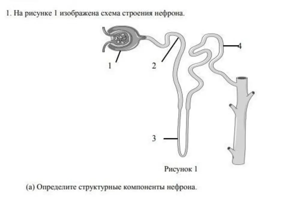 На рисунке изображена структурно функциональная единица почки