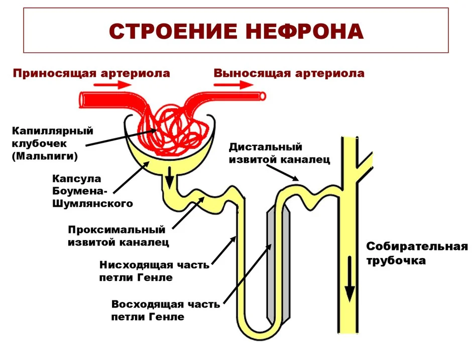 Рисунок нефрона с подписями 8 класс