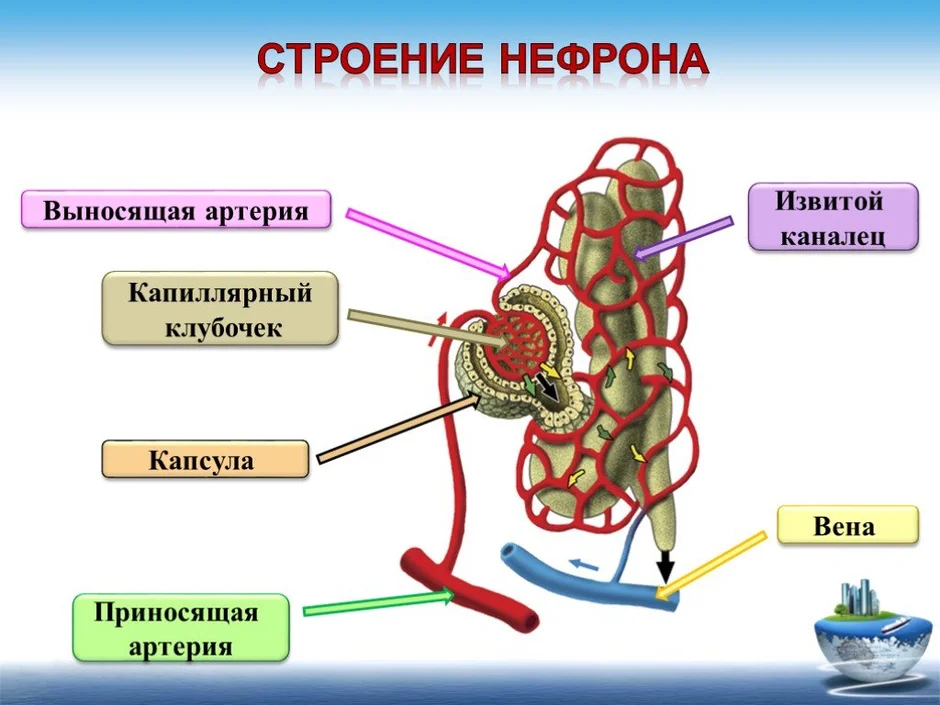 Строение почки и нефрона рисунок