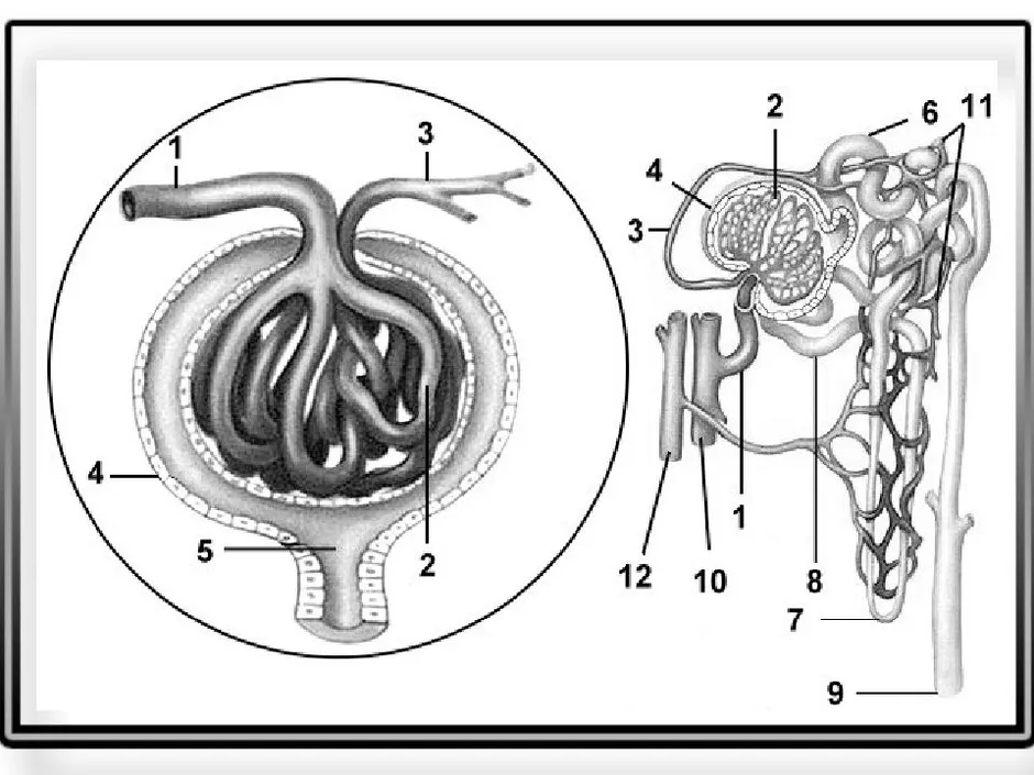 Рисунок нефрона с подписями 8 класс