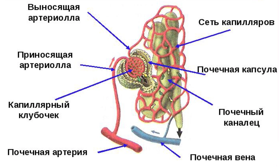 Строение нефрона рисунок с подписями 8 класс