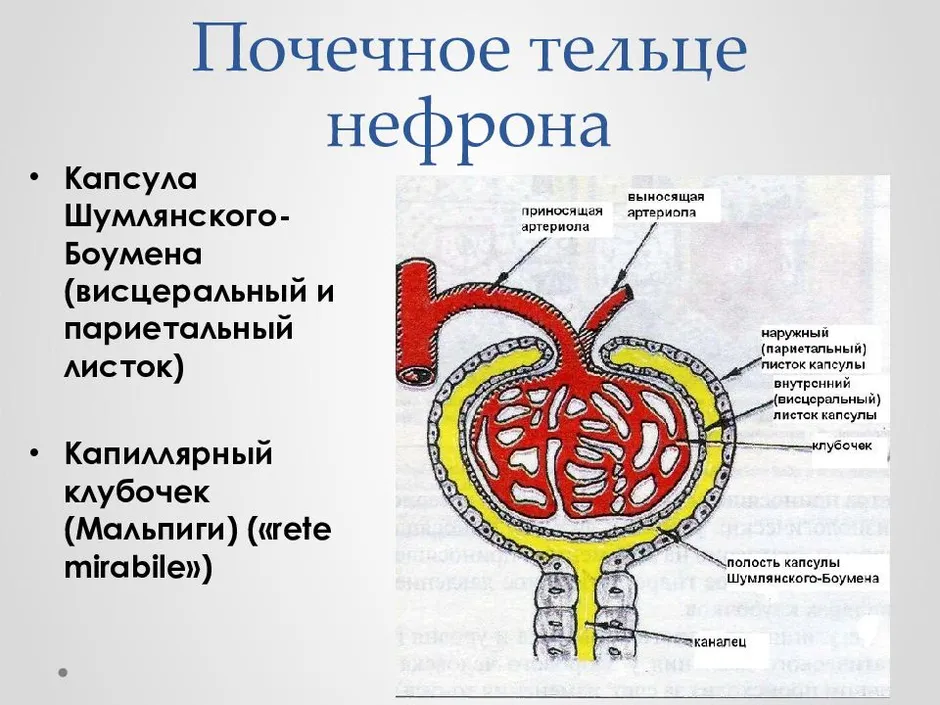 Рисунок нефрона с подписями 8 класс