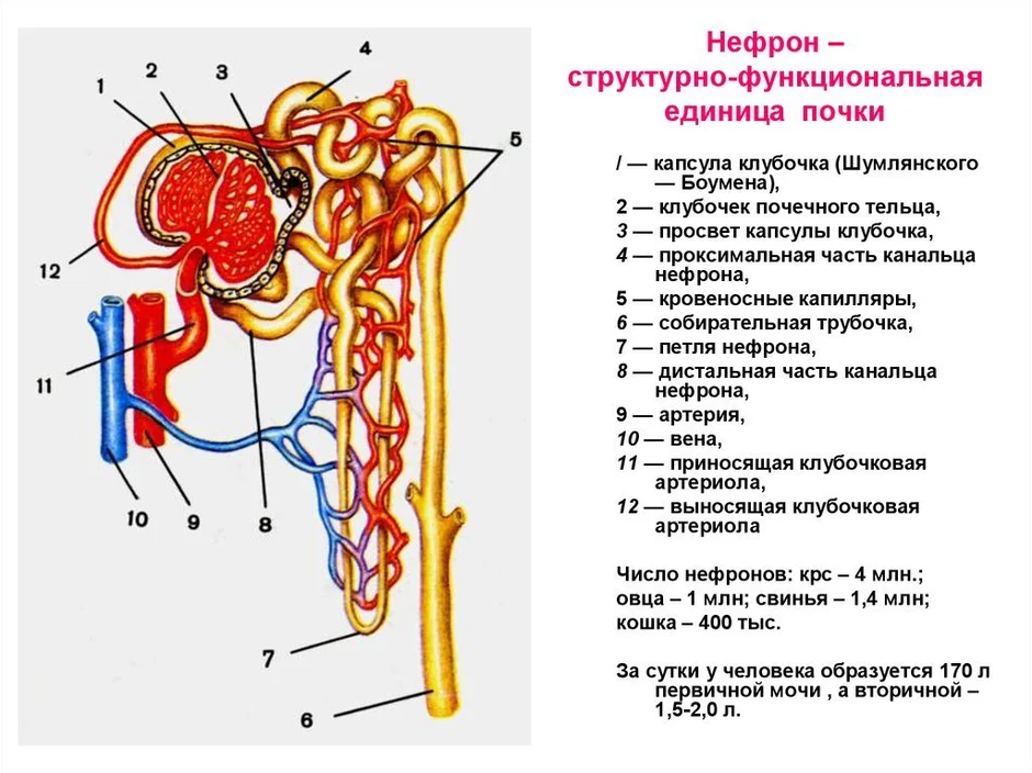 На рисунке изображена структурно функциональная единица почки