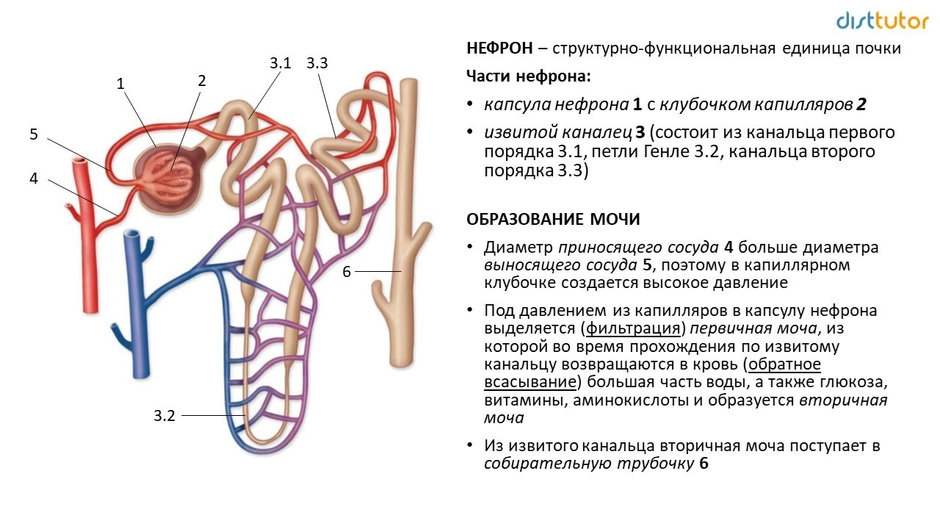 Рисунок почки биология 8 класс