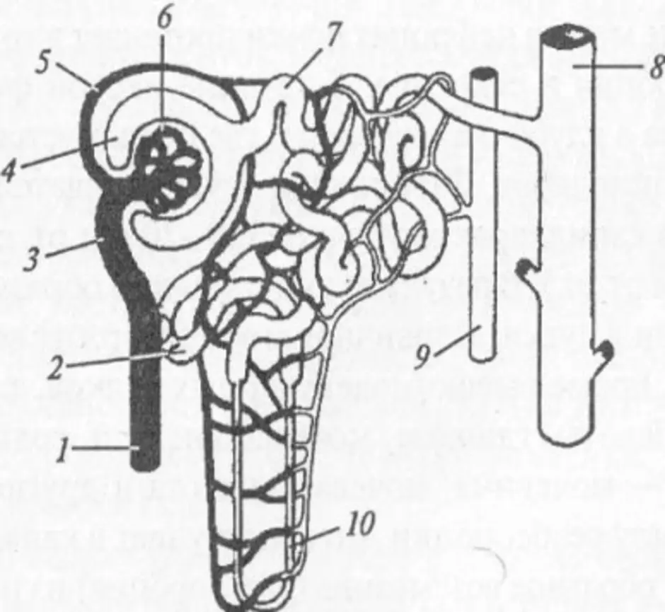 Структура нефрона рисунок. Рис 118 строение нефрона. Нефрон строение черно белое. Строение нефрона без подписей. Строение нефрона рисунок с подписями биология 8 класс.