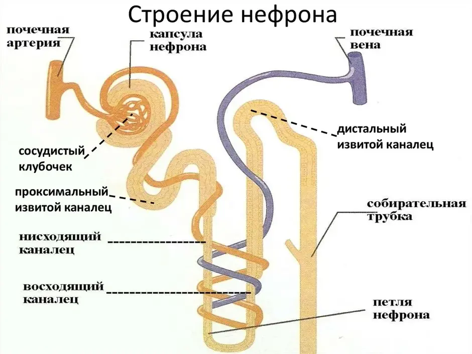 Строение почки и нефрона рисунок