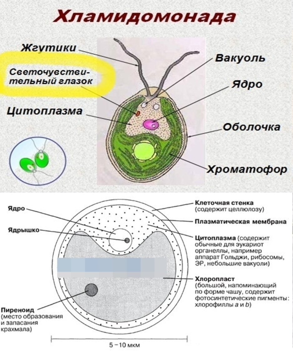 Органоид водоросли. Хламидомонада и хлорелла. Строение хламидомонады и хлореллы. Строение клетки одноклеточная водоросль хлорелла. Клеточная мембрана у хламидомонады.