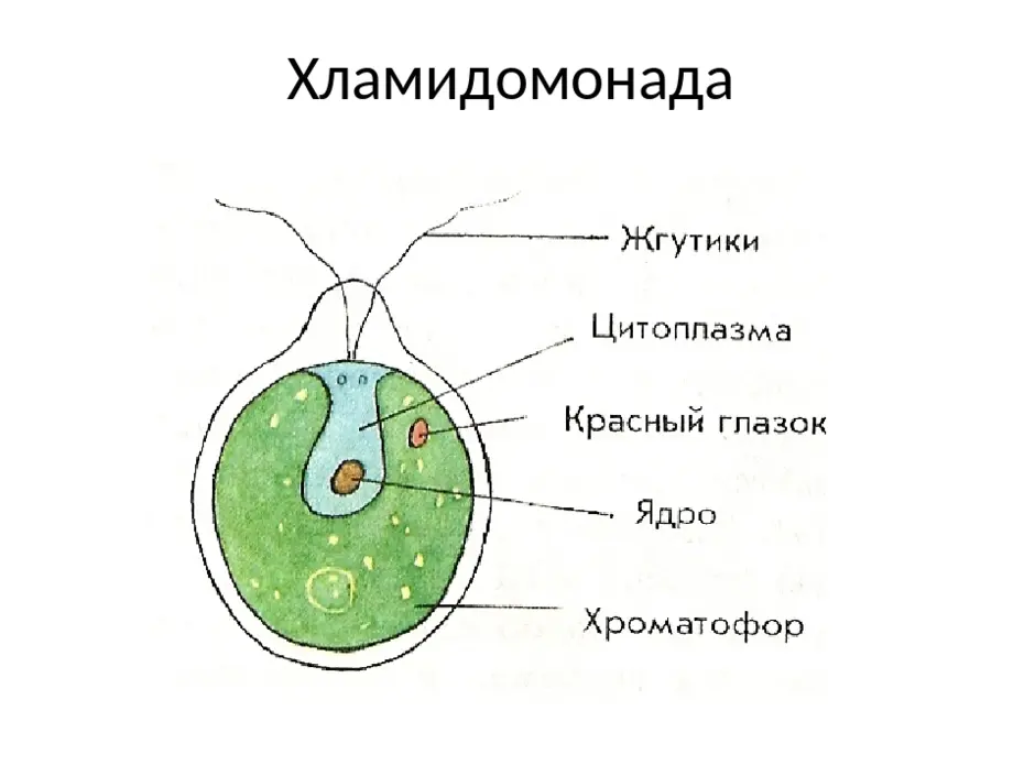 Схема строения клетки водоросли