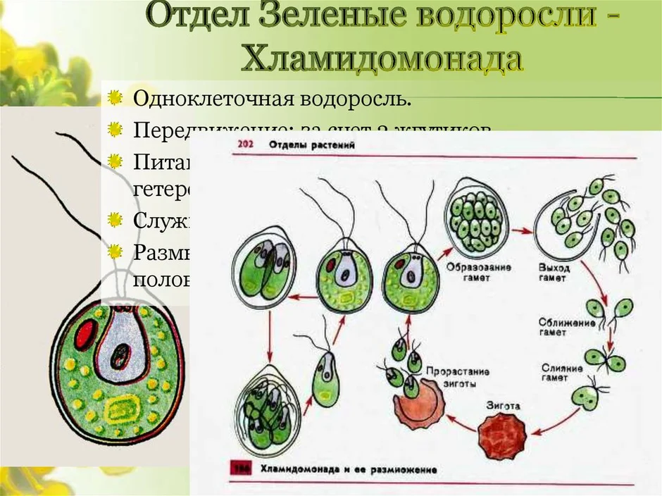 Рисунок одноклеточной водоросли